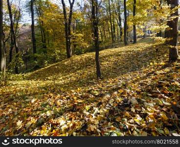 Green-yellow carpet of autumn leaves with shadow of trees in city park.