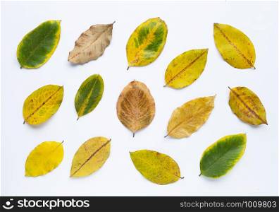 Green yellow leaves and dry leaves on white background.