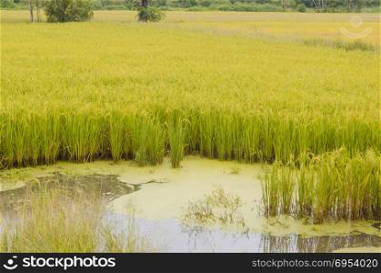 Green, yellow paddy rice field, Thailand