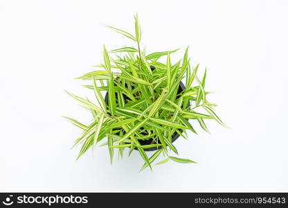 Green yellow plant in pot on white background. Top view of Thyrsostachys Siamensis Gamble.