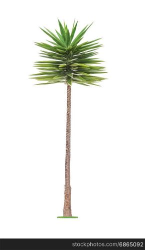 Green young beautiful palm tree isolated on white background