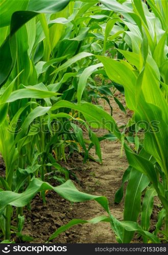 Green young corn closeup on field