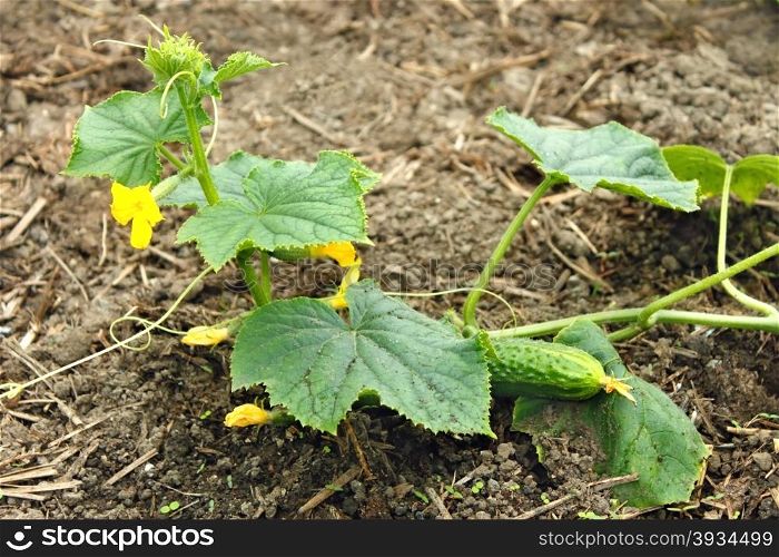 Green young cucumber plants grows in the soil