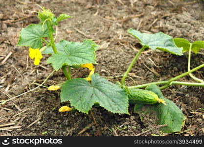 Green young cucumber plants grows in the soil