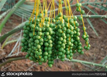 Green young date palm hanging on tree.