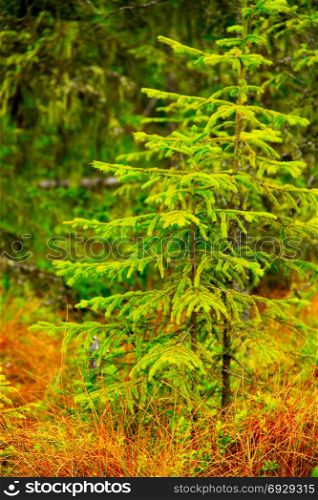 Green young spruces in the forest. green young spruces growing in the forest