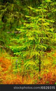Green young spruces in the forest. green young spruces growing in the forest
