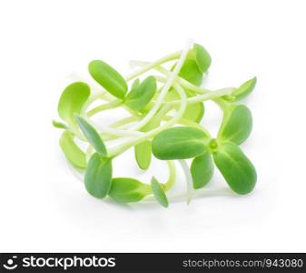 green young sunflower sprouts isolated on white background