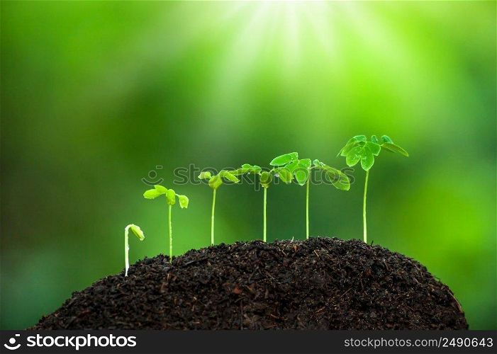 Green young tropical plants grow on fertile soil in the rainy season. Plants seedling, germination process of plants, radicle, cotyledon, and leaf, green blurred in the backgrounds.