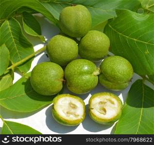 Green young walnuts in husks and leaves