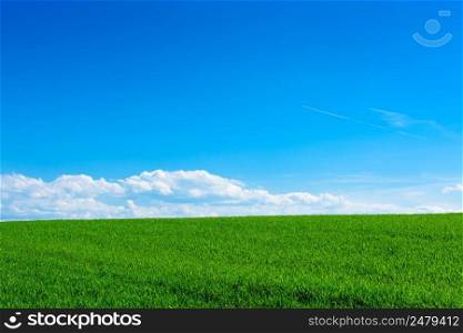 Green young wheat field at sunny spring day with blue sky