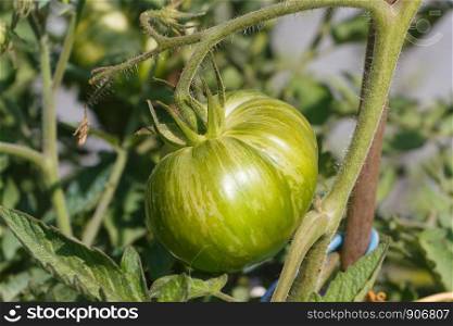 Green zebra tomato ripening in a vegetable garden during summer