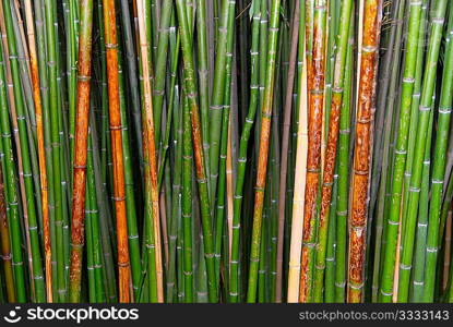 Green zen bamboo.