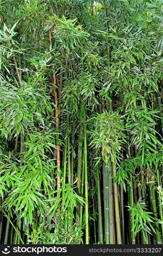 Green zen bamboo.