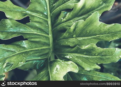 Greenery background, green color of nature plant and leaf environment greenery concept. Greenery background of nature plant and leaf