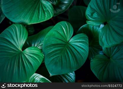 Greenery background, green color of nature plant and leaf environment greenery concept. Greenery background of nature plant and leaf