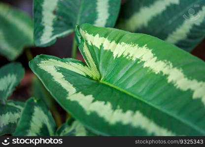 Greenery background, green color of nature plant and leaf environment greenery concept. Greenery background of nature plant and leaf