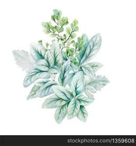 Greenery decorative bouquet, composed of fresh lamb ear leaves and adiantum. Hand drawn watercolor illustration. Design template.