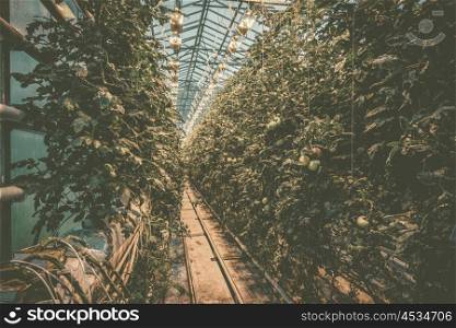 Greenery with tomato plants on a row