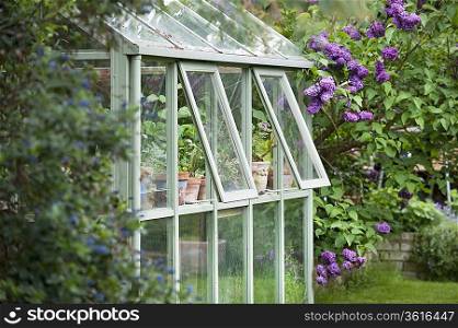 Greenhouse in back garden with open windows for ventilation