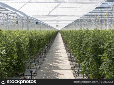 Greenhouse in holland with cultivated tomatos