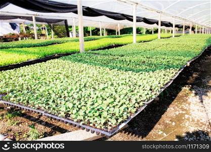 Greenhouse of organic vegetable in farm with sunlight.