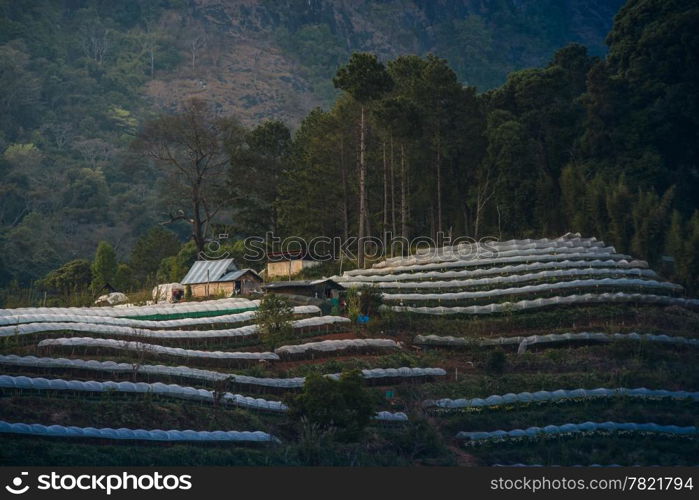 Greenhouse Plant Doi Inthanon, Chiang Mai, Thailand