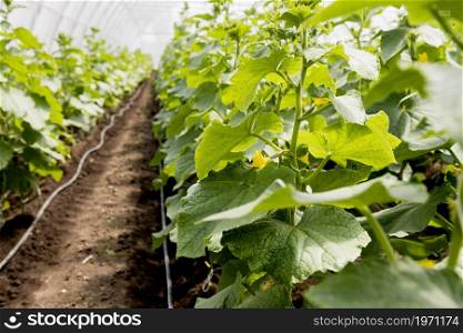 greenhouse rows plants with flowers. High resolution photo. greenhouse rows plants with flowers. High quality photo