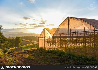 Greenhouse vegetable plants and fruit growing agricultural products roofs  farming with sunset at countryside