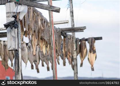 Greenland halibut drying on a wooden rack. Greenland halibut drying on a wooden rack in Ilulissat