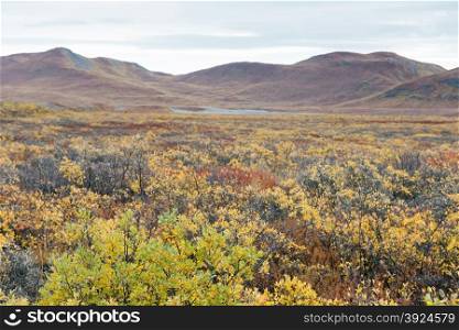 Greenland landscape. Greenlandic landscape with mountains and yellow and brown leaves