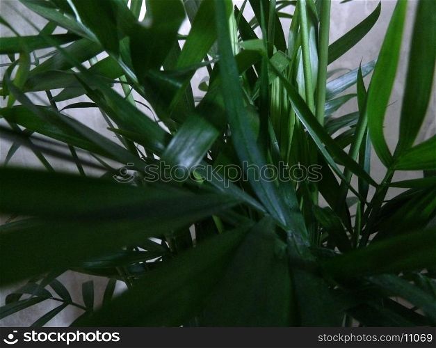Greens. Bright dark green leaves on a house plant