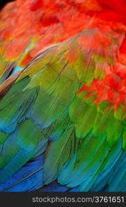 Greenwinged Macaw aviary, isolated on a white background