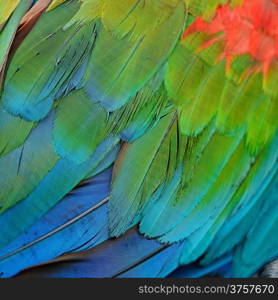 Greenwinged Macaw feathers