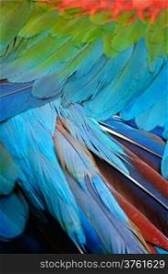 Greenwinged Macaw feathers