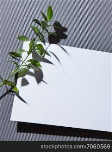 Greeting card white with green leaves branch on gray background with hard shadows and top view. Space for text. Modern style.. Blank message card with natural green branch on gray striped backgroundon with hard shadows. Flat lay.