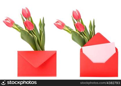 greeting card with pink tulips isolated on white background
