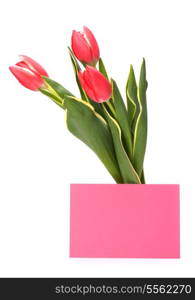 greeting card with pink tulips isolated on white background