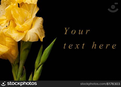 Greeting card with yellow gladiolus on black background