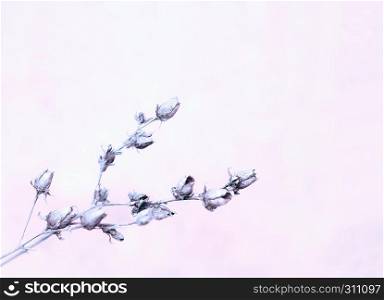 Greeting or invitation card for wedding - blurred dried flowers on the light lilac background. Space for copy, selective focus.. Light Lilac Blurred Floral Background