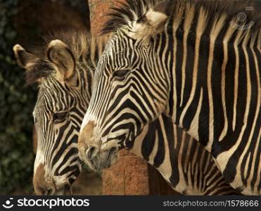 Grevy&rsquo;s zebra or royal zebra (Equus grevyi) It is the largest zebra, with many narrow vertical stripes and large round ears