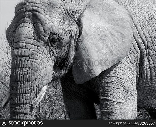 Grey African elephant.