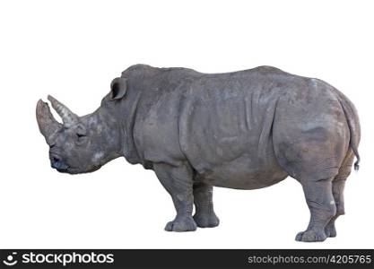 Grey african rhino isolated on white background