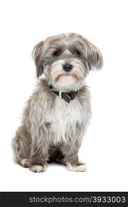 grey and white mixed breed dog. grey and white mixed breed dog in front of a white background