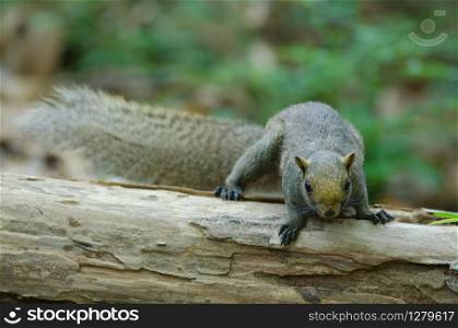 Grey-bellied squirrel on tree in forest, Thailand