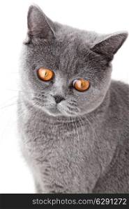grey british cat isolated on white background close up