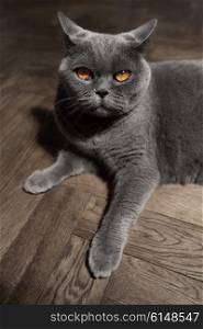 Grey British cat lying on the floor