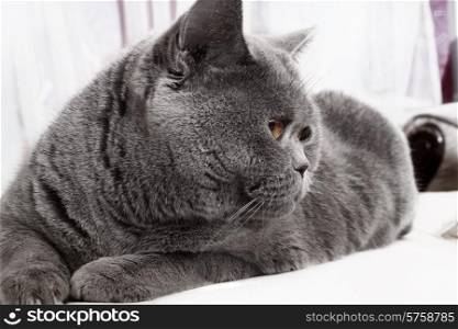 Grey British gray cat lying close up&#xA;