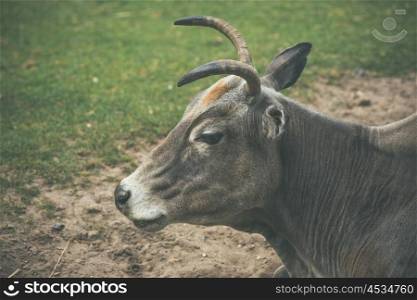 Grey bull with horns on a green field