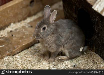 Grey bunny in a wooden crate with wood chips
